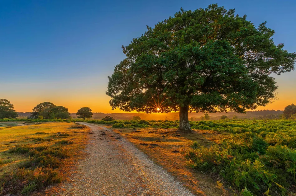 New Members Sought For New Forest National Park Authority Netley Marsh