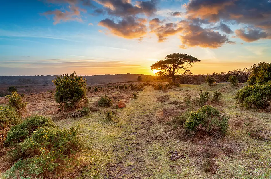 Have Your Say In New Forest National Park Authority Residents Survey 