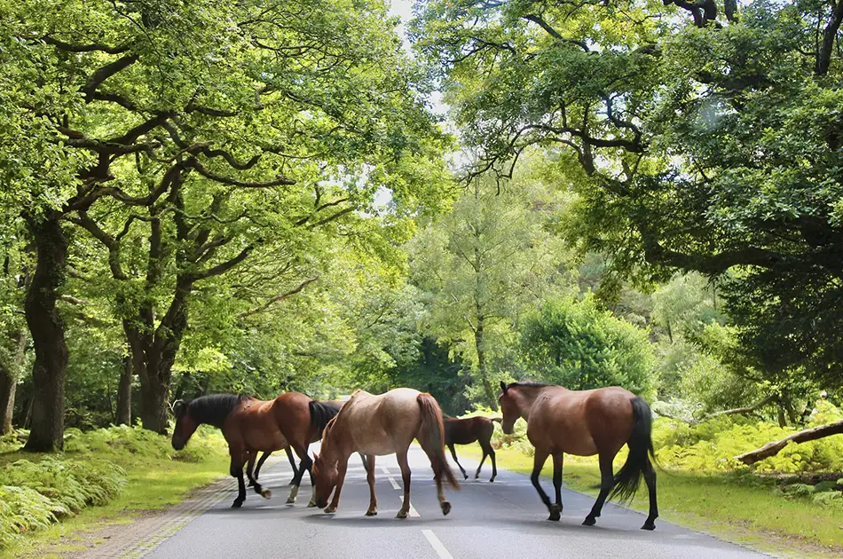 Stark Warning For New Forest Drivers Amid Animal Accidents Rise 