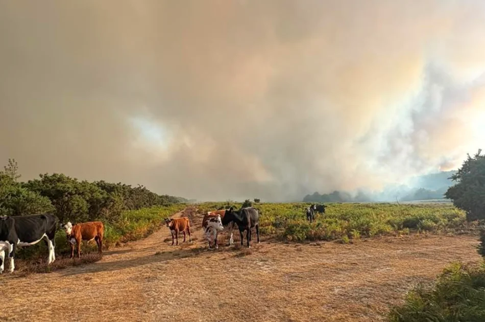 Cows stand on a dirt track in a green field under a smoky sky, with a wildfire burning in the distance and thick smoke filling the background.